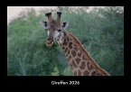 Giraffen 2026 Fotokalender DIN A3