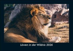 Cover Löwen in der Wildnis 2026 Fotokalender DIN A5