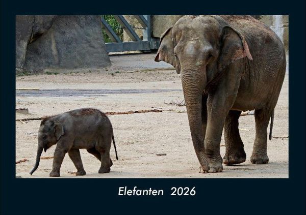 Elefanten 2026 Fotokalender DIN A4