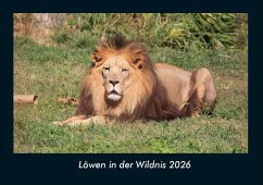 Cover Löwen in der Wildnis 2026 Fotokalender DIN A4