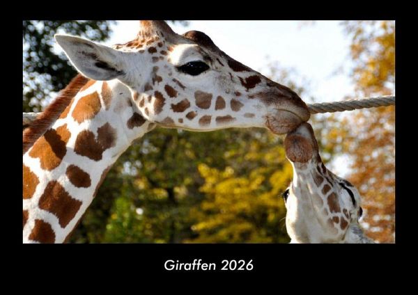 Giraffen 2026 Fotokalender DIN A3