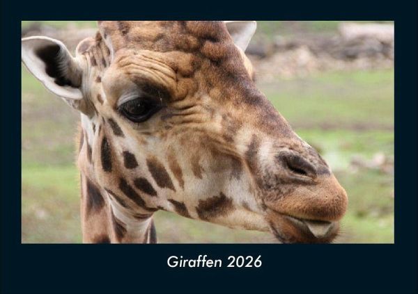 Giraffen 2026 Fotokalender DIN A4