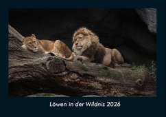 Cover Löwen in der Wildnis 2026 Fotokalender DIN A4