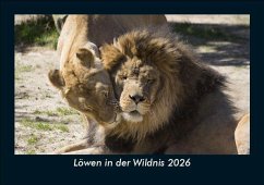 Cover Löwen in der Wildnis 2026 Fotokalender DIN A5
