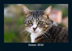 Cover Katzen 2026 Fotokalender DIN A5
