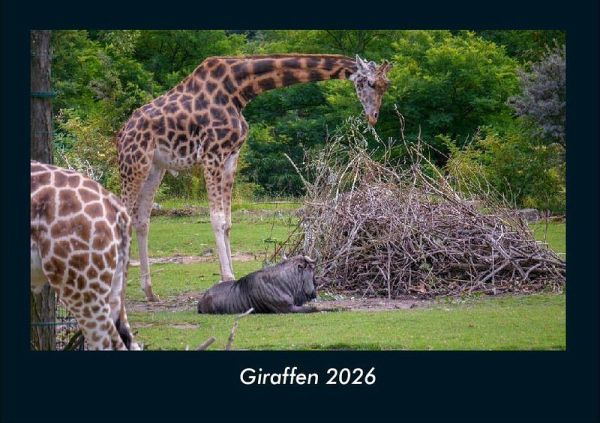 Giraffen 2026 Fotokalender DIN A4