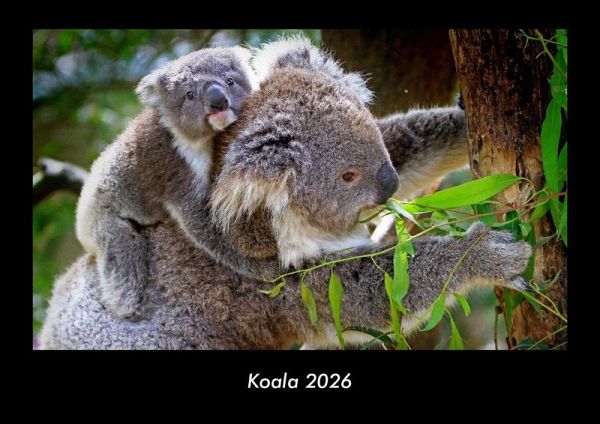 Koala 2026 Fotokalender DIN A3