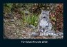 Für Katzenfreunde 2026 Fotokalender... - Bild 1