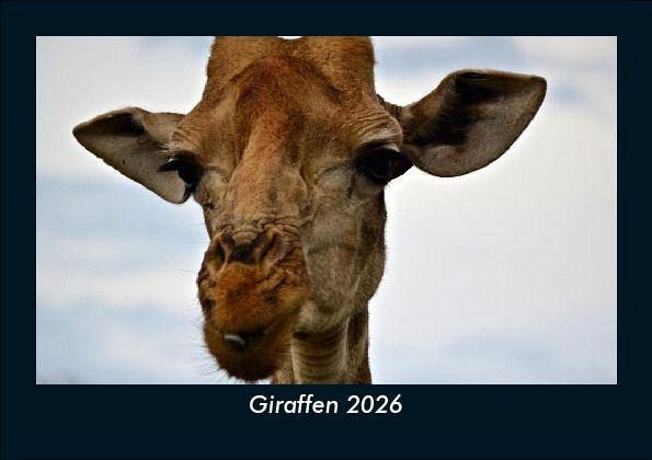 Giraffen 2026 Fotokalender DIN A5