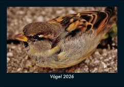 Vögel 2026 Fotokalender DIN A5 - Tobias Becker