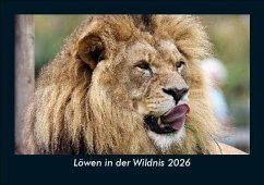 Cover Löwen in der Wildnis 2026 Fotokalender DIN A5