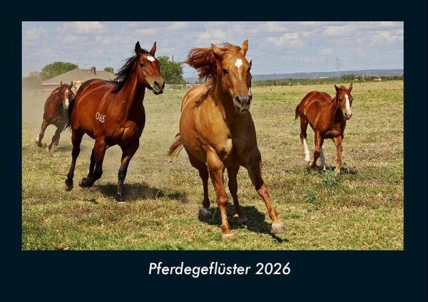 Pferdegeflüster 2026 Fotokalender DIN A4 Pferdegeflüster 2026 Fotokalender DIN A4