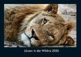 Löwen in der Wildnis 2026 Fotokalender DIN A4 Löwen in der Wildnis 2026 Fotokalender DIN A4