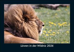 Cover Löwen in der Wildnis 2026 Fotokalender DIN A5
