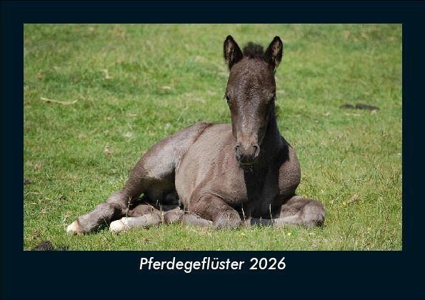 Pferdegeflüster 2026 Fotokalender DIN A5