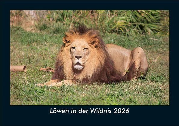 Löwen in der Wildnis 2026 Fotokalender DIN A5