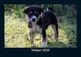 Welpen 2026 Fotokalender DIN A5
