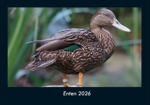 Enten 2026 Fotokalender DIN A4