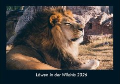 Löwen in der Wildnis 2026 Fotokalender DIN A4 Cover Löwen in der Wildnis 2026 Fotokalender DIN A4