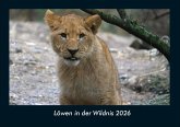 Löwen in der Wildnis 2026 Fotokalender DIN A4