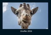 Giraffen 2026 Fotokalender DIN A4