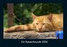 Für Katzenfreunde 2026 Fotokalender... - Bild 1