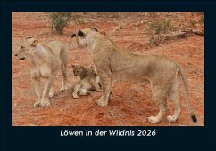 Cover Löwen in der Wildnis 2026 Fotokalender DIN A5