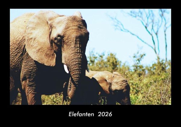Elefanten 2026 Fotokalender DIN A3 Elefanten 2026 Fotokalender DIN A3