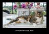 Für Katzenfreunde 2026 Fotokalender... - Bild 1