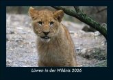 Löwen in der Wildnis 2026 Fotokalender DIN A5 Löwen in der Wildnis 2026 Fotokalender DIN A5
