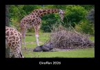 Giraffen 2026 Fotokalender DIN A3
