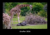Giraffen 2026 Fotokalender DIN A3