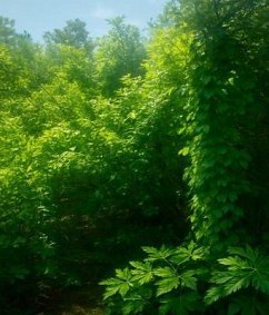 Cover The Redeeming Flow of Tears kept (eBook, ePUB)