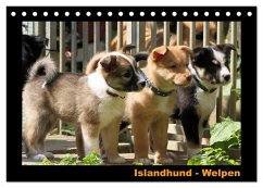 Islandhund - Welpen / CH-Version (Tischkalender 2026 DIN A5 quer), CALVENDO Monatskalender Islandhund - Welpen / CH-Version (Tischkalender 2026 DIN A5 quer), CALVENDO Monatskalender