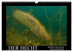 Der Hecht - Tauchen Sie ab mit Daniel Hohlfeld (Wandkalender 2026 DIN A3 quer), CALVENDO Monatskalender