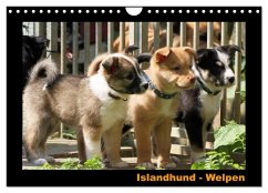 Islandhund - Welpen / CH-Version (Wandkalender 2026 DIN A4 quer), CALVENDO Monatskalender Islandhund - Welpen / CH-Version (Wandkalender 2026 DIN A4 quer), CALVENDO Monatskalender