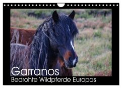 Garranos - Bedrohte Wildpferde Europas (Wandkalender 2026 DIN A4 quer), CALVENDO Monatskalender