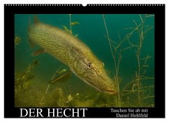 Der Hecht - Tauchen Sie ab mit Daniel Hohlfeld (Wandkalender 2026 DIN A2 quer), CALVENDO Monatskalender Der Hecht - Tauchen Sie ab mit Daniel Hohlfeld (Wandkalender 2026 DIN A2 quer), CALVENDO Monatskalender