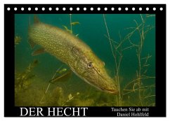 Der Hecht - Tauchen Sie ab mit Daniel Hohlfeld (Tischkalender 2026 DIN A5 quer), CALVENDO Monatskalender Der Hecht - Tauchen Sie ab mit Daniel Hohlfeld (Tischkalender 2026 DIN A5 quer), CALVENDO Monatskalender