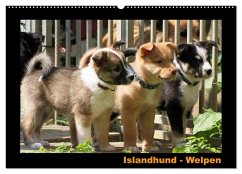 Islandhund - Welpen / CH-Version (Wandkalender 2026 DIN A2 quer), CALVENDO Monatskalender Islandhund - Welpen / CH-Version (Wandkalender 2026 DIN A2 quer), CALVENDO Monatskalender