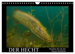 Der Hecht - Tauchen Sie ab mit Daniel Hohlfeld (Wandkalender 2026 DIN A4 quer), CALVENDO Monatskalender Der Hecht - Tauchen Sie ab mit Daniel Hohlfeld (Wandkalender 2026 DIN A4 quer), CALVENDO Monatskalender