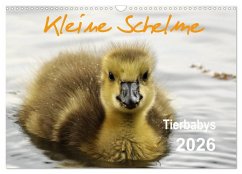 Kleine Schelme - Tierbabys (Wandkalender 2026 DIN A3 quer), CALVENDO Monatskalender Kleine Schelme - Tierbabys (Wandkalender 2026 DIN A3 quer), CALVENDO Monatskalender