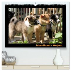 Islandhund - Welpen / CH-Version (hochwertiger Premium Wandkalender 2026 DIN A2 quer), Kunstdruck in Hochglanz