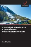 Australijska biedronka Cryptolaemus montrouzieri Mulsant Australijska biedronka Cryptolaemus montrouzieri Mulsant