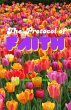 The Protocol of Faith (eBook, ePUB) - Bild 1