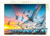 CALVENDO Puzzle Platzsuche in der Kolonie   1000 Teile Lege-Größe 64x48cm Foto-Puzzle für glückliche Stunden CALVENDO Puzzle Platzsuche in der Kolonie   1000 Teile Lege-Größe 64x48cm Foto-Puzzle für glückliche Stunden