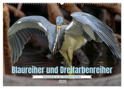 Cover Blaureiher und Dreifarbenreiher (Wandkalender 2026 DIN A2 quer), CALVENDO Monatskalender
