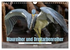 Cover Blaureiher und Dreifarbenreiher (Wandkalender 2026 DIN A4 quer), CALVENDO Monatskalender