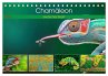 Chamäleon - exotisches Reptil... - Bild 1