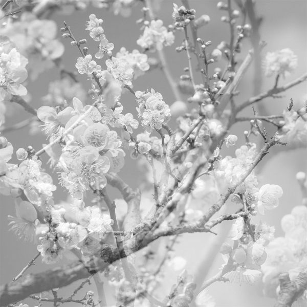 Hanamichi - The Final Studio Recording Vol. Ii Hanamichi - The Final Studio Recording Vol. Ii